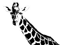 Giraffe Illustration Clip Art