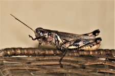Golden Brown Grasshopper Close-up