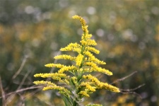 Goldenrod Wildflower