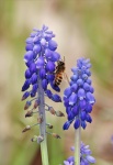Druif Hyacinth en Bee