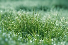Grass grasses water drops dew