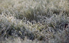 Grama gramado congelado geada
