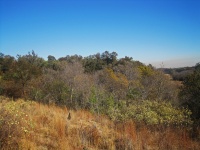 Grassland and open woodland on hill