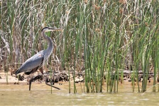 Great Blue Heron Wading in Reeds