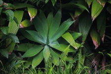 Green agave plant