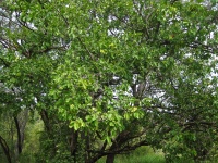 Green Leaves On Branches Of Tree