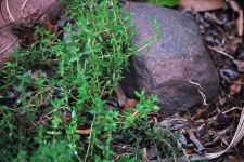Green Thyme Growing Next To Stone