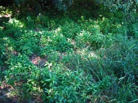 Green undergrowth in shady spot