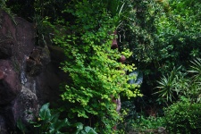 Green vegetation against rock