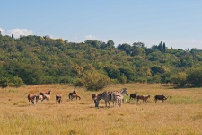 Grupo de blesbok e zebra