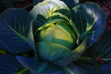 Growing Cabbage In A Veg Garden