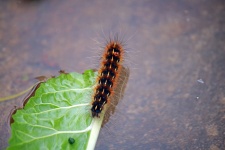 Hairy Caterpillar Of Ermine Moth
