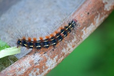 Hairy caterpillar of ermine moth