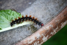 Hairy Leucaloa Caterpillar