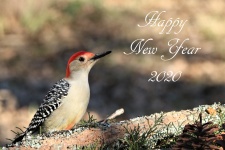 Felice anno nuovo 2020 Picchio