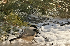 Šťastný nový rok Chickadee ve sněhu