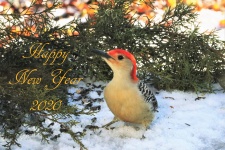 Feliz año nuevo pájaro carpintero en la 