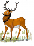 Hart Deer