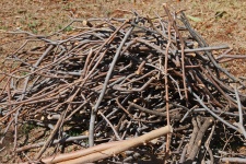 Heap Of Cut Twigs And Branches