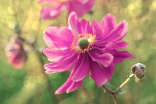 Herbstanemone Anemone Flower Bloom
