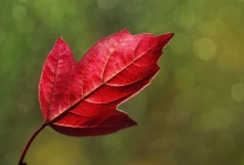 Autumn leaves leaf red tree