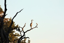 Heron in Tree la Dusk
