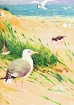 Herring Gull Painting