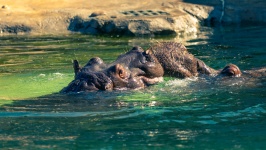 Hipopótamos en agua
