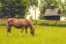Cavalo no pasto
