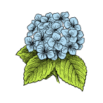 Hydrangea Flower Blue Illustration