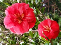 Flores de camelia roja