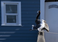 Pelican and seagull