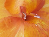 Canna Flower Orange