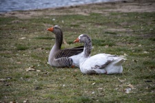 Pair of geese resting on the grass