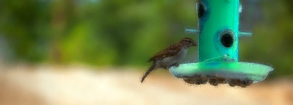 Sparrow At A Bird Feeder