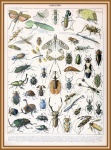 Insecten door Adolphe Millot