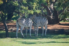 Interaction Between Two Zebra