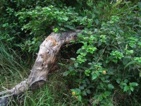 Invader lantana shrub and dry stump