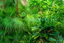 Vegetație în junglă