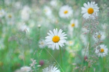 カモミールの花のワイルドフラワー草原