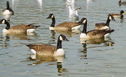 Gansos de Canadá ganso lago de aves acuá