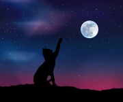 Katze Sterne Himmel Mond