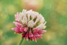 Koniczynowa kwitnąca wildflower roślina