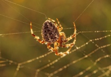 Aranha de jardim Araneus spider web