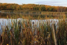 Lago com Cattails no outono