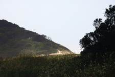 Large vegetation covered dune