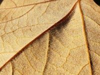 Leaf Veins Closeup