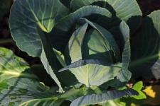 Leaves Of Growing Cabbage