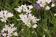 Kleine weiße Wildblumen im Frühling