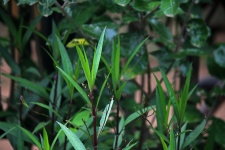 Długie cienkie zielone liście w ogrodzie